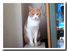 cats