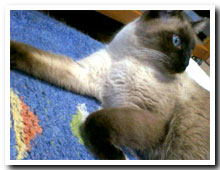 cats