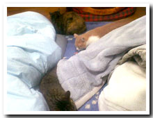 cats