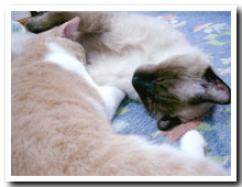 cats