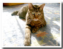 cats