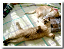 cats