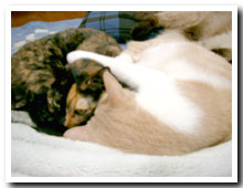 cats