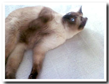 cats
