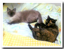 cats