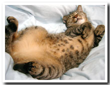 cats