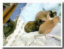 cats