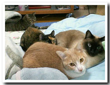 cats