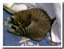 cats