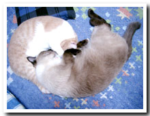 cats