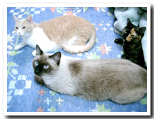 cats