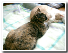 cats
