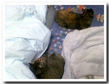 cats