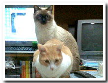 cats
