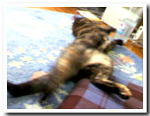 cats