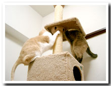 cats