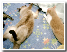 cats