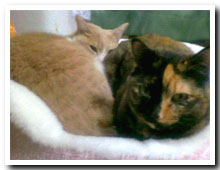 cats