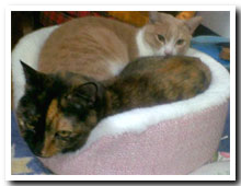 cats