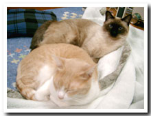 cats