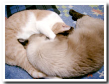 cats
