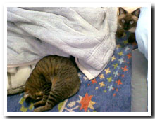 cats