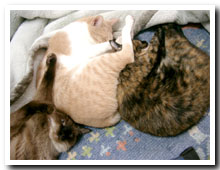 cats
