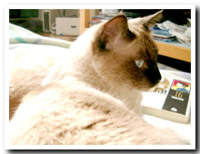 cats