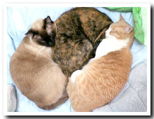 cats