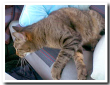 cats
