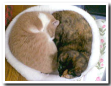 cats