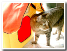 cats