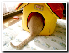 cats