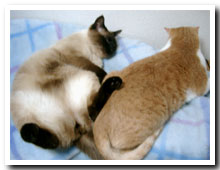 cats