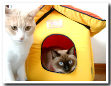 cats
