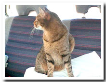 cats
