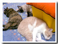cats