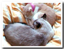 cats