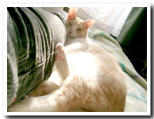 cats