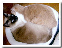 cats