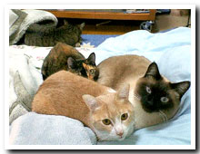 cats