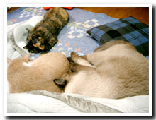 cats