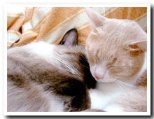 cats