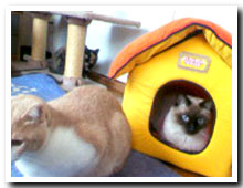 cats