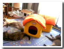 cats