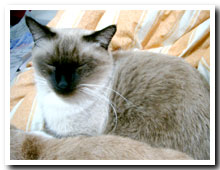 cats