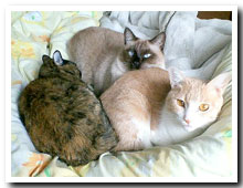 cats