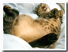 cats