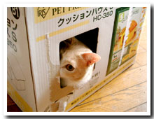 cats