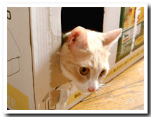 cats